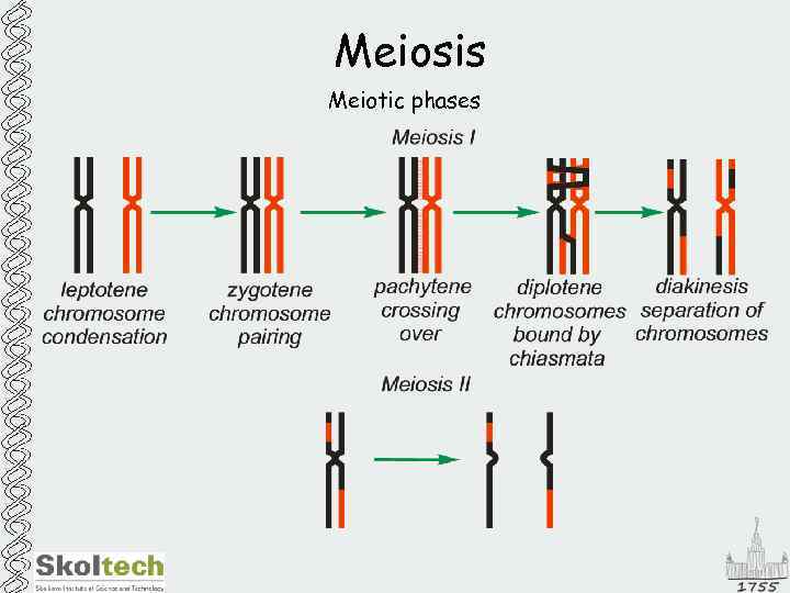 Meiosis Meiotic phases 