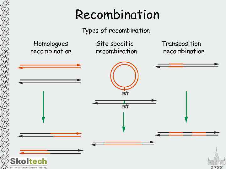 Recombination Types of recombination Homologues recombination Site specific recombination Transposition recombination 
