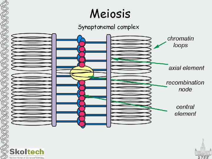 Meiosis Synaptonemal complex 