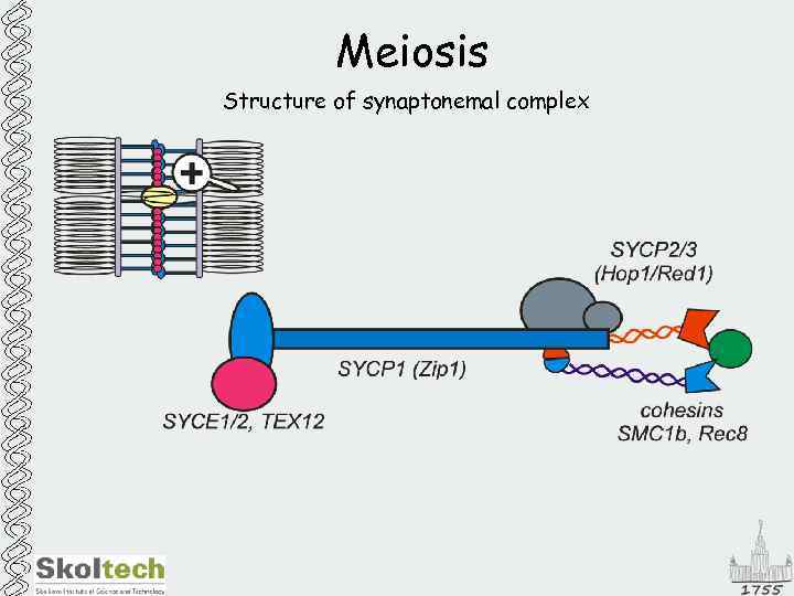 Meiosis Structure of synaptonemal complex 