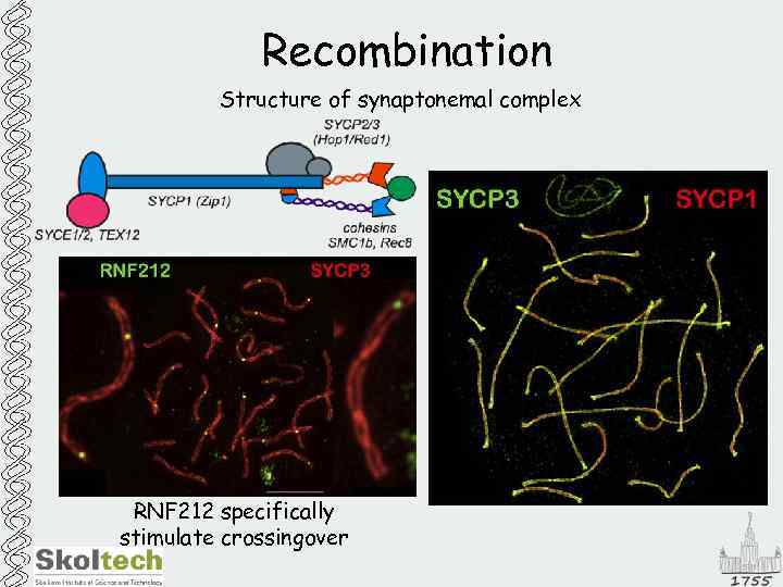 Recombination Structure of synaptonemal complex RNF 212 specifically stimulate crossingover 