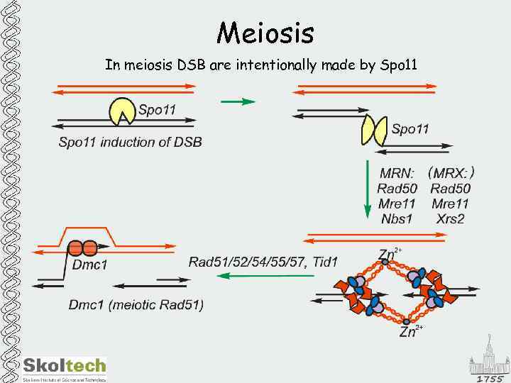 Meiosis In meiosis DSB are intentionally made by Spo 11 