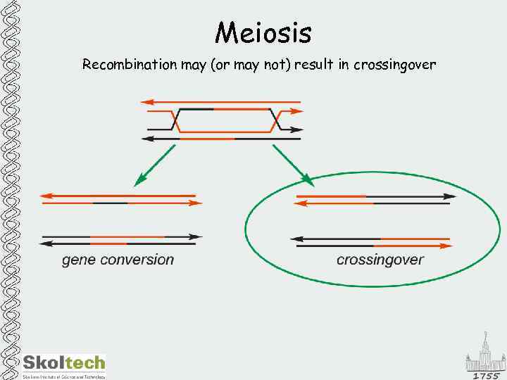 Meiosis Recombination may (or may not) result in crossingover 