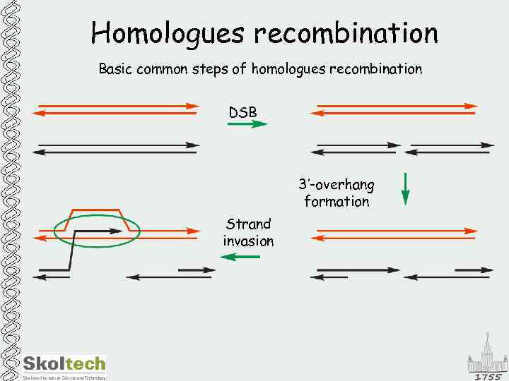 Homologues recombination Basic common steps of homologues recombination DSB 3’-overhang formation Strand invasion 
