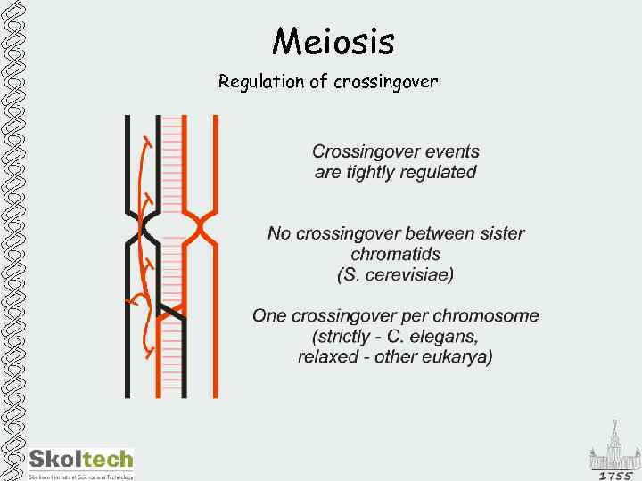 Meiosis Regulation of crossingover 