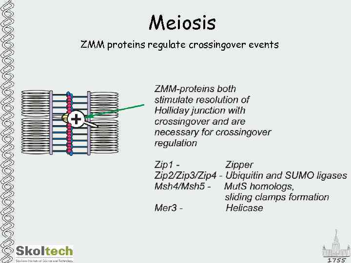 Meiosis ZMM proteins regulate crossingover events 