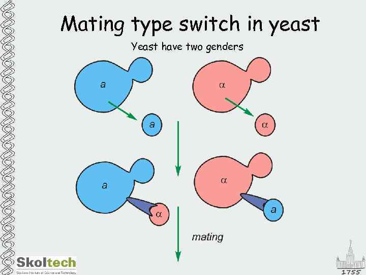 Mating type switch in yeast Yeast have two genders 