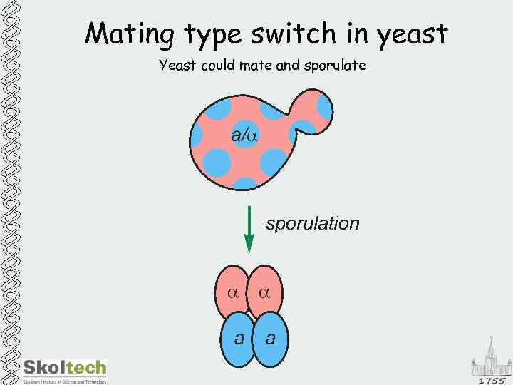 Mating type switch in yeast Yeast could mate and sporulate 
