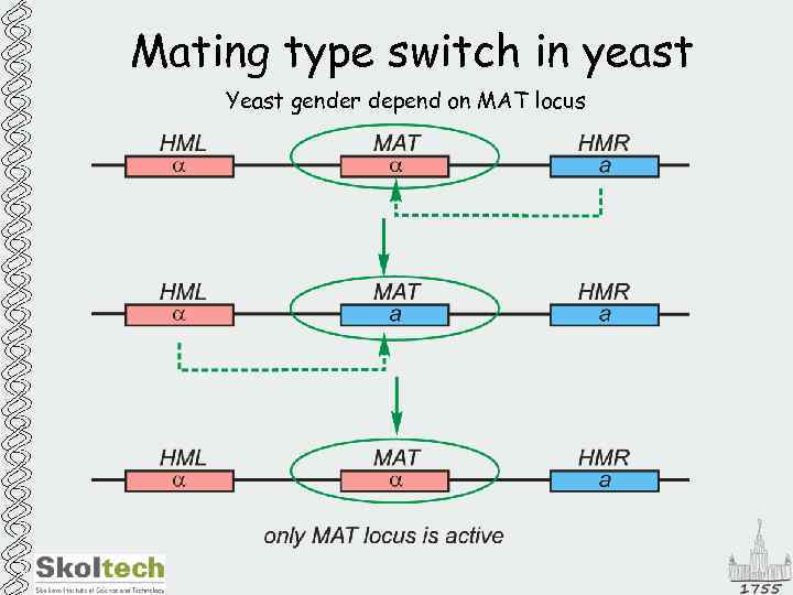 Mating type switch in yeast Yeast gender depend on MAT locus 
