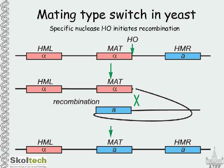Mating type switch in yeast Specific nuclease HO initiates recombination 
