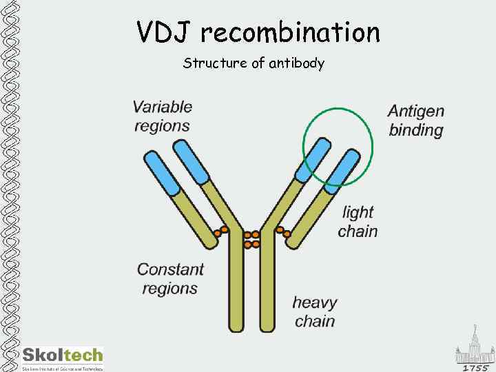 VDJ recombination Structure of antibody 