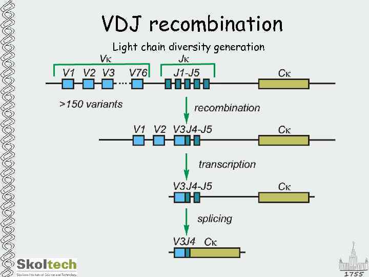 VDJ recombination Light chain diversity generation 