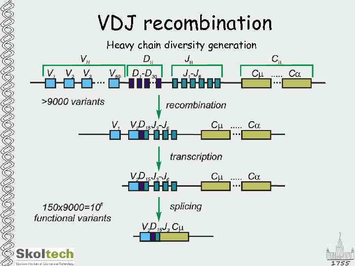 VDJ recombination Heavy chain diversity generation 