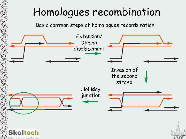 Homologues recombination Basic common steps of homologues recombination Extension/ strand displacement Holliday junction Invasion