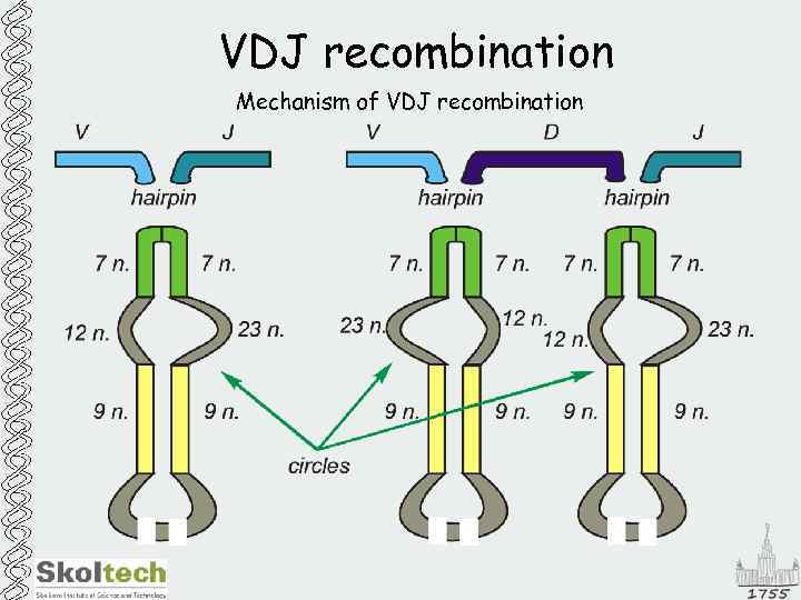 VDJ recombination Mechanism of VDJ recombination 