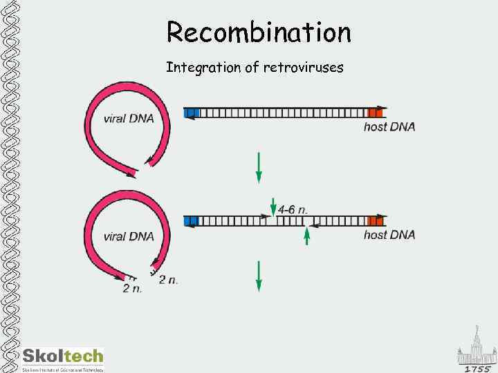 Recombination Integration of retroviruses 