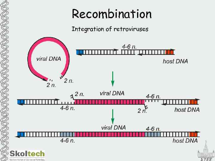 Recombination Integration of retroviruses 