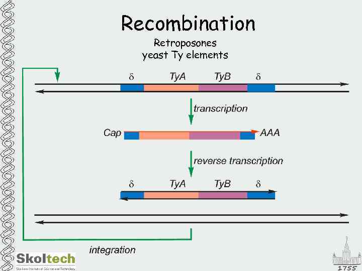 Recombination Retroposones yeast Ty elements 