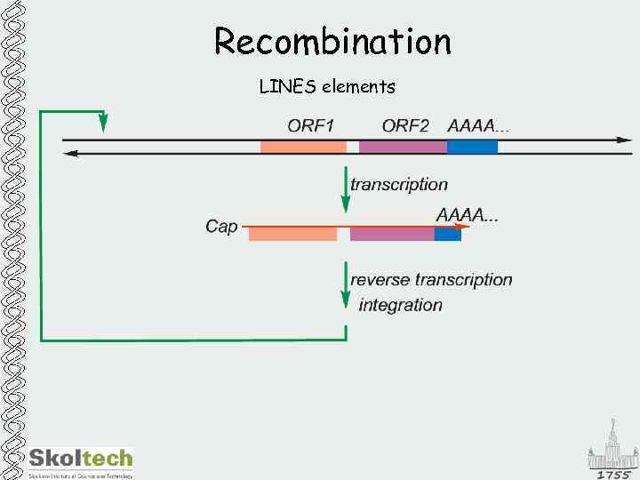 Recombination LINES elements 
