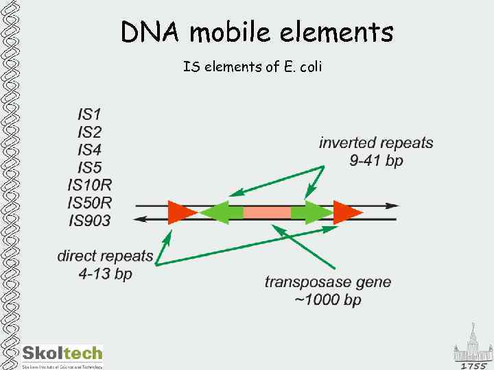 DNA mobile elements IS elements of E. coli 