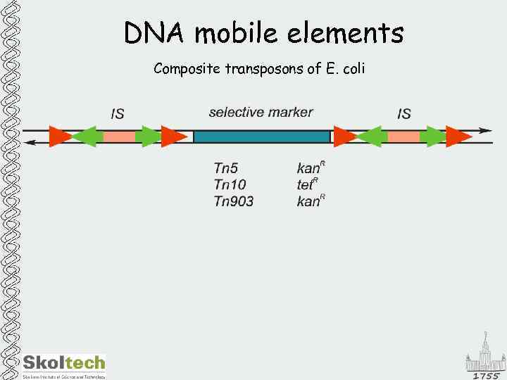 DNA mobile elements Composite transposons of E. coli 