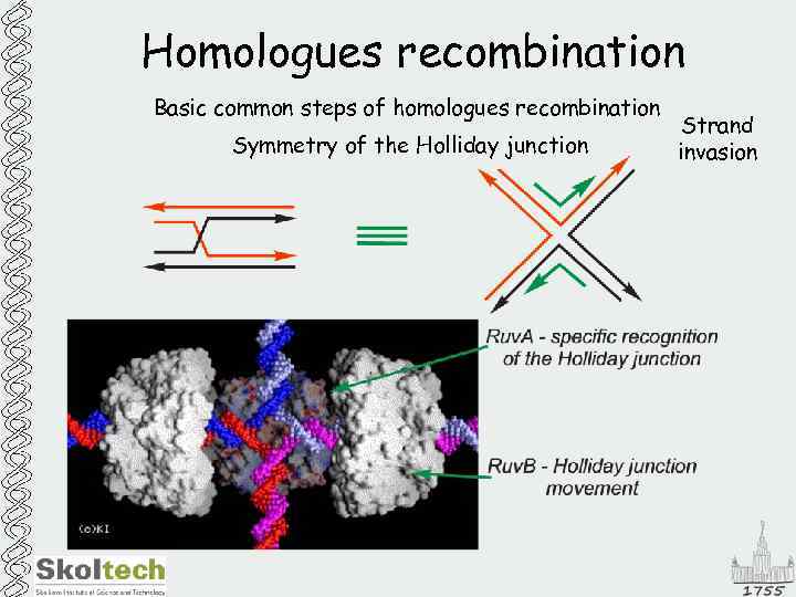 Homologues recombination Basic common steps of homologues recombination Symmetry of the Holliday junction Strand
