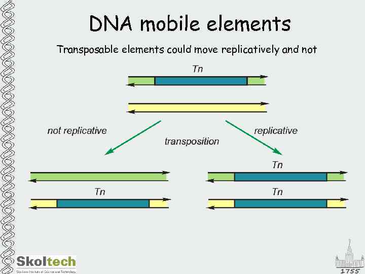 DNA mobile elements Transposable elements could move replicatively and not 
