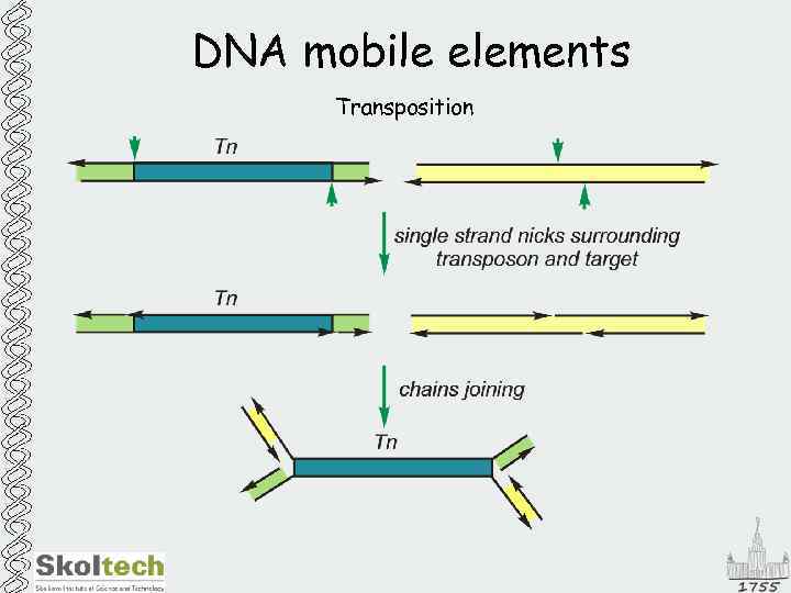 DNA mobile elements Transposition 