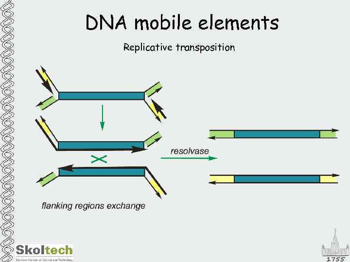 DNA mobile elements Replicative transposition 