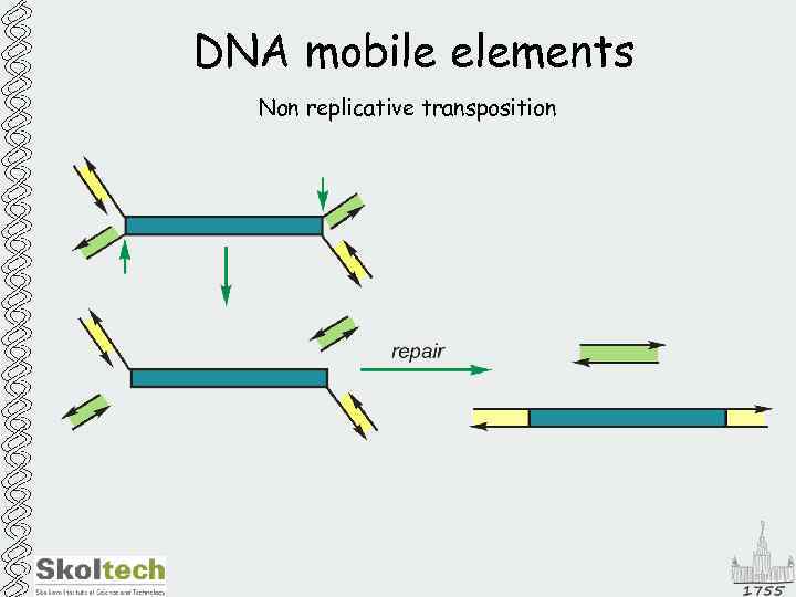 DNA mobile elements Non replicative transposition 
