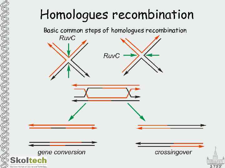 Homologues recombination Basic common steps of homologues recombination 