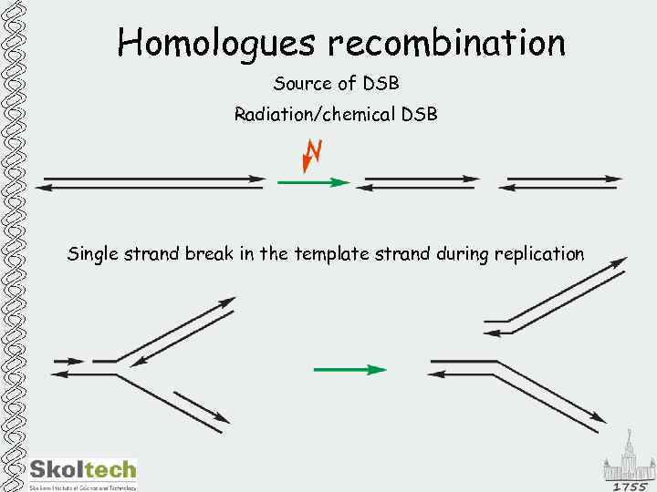 Homologues recombination Source of DSB Radiation/chemical DSB Single strand break in the template strand