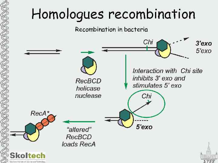 Homologues recombination Recombination in bacteria 