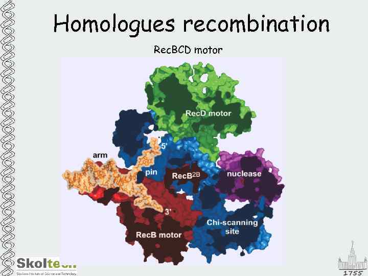 Homologues recombination Rec. BCD motor 