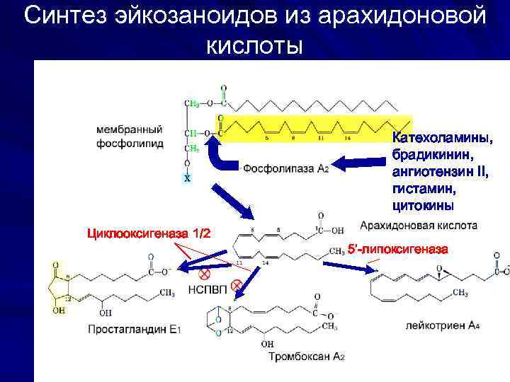 Синтез эйкозаноидов из арахидоновой кислоты Катехоламины, брадикинин, ангиотензин II, гистамин, цитокины Циклооксигеназа 1/2 5’-липоксигеназа