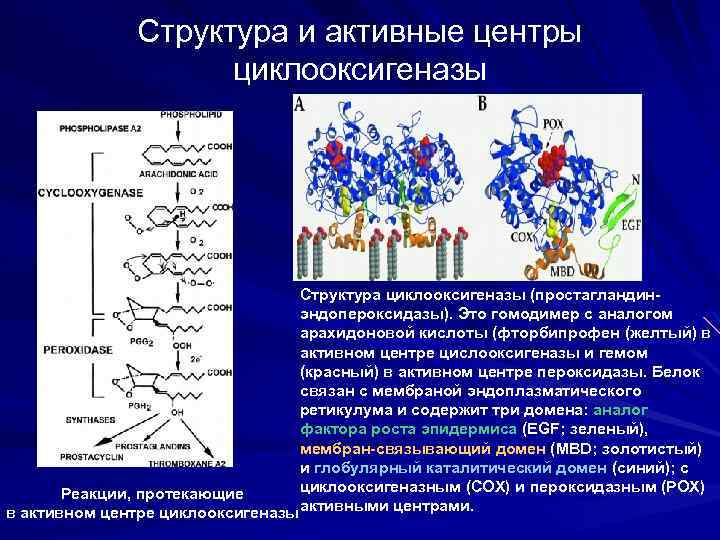 Структура и активные центры циклооксигеназы Cтруктура циклооксигеназы (простагландинэндопероксидазы). Это гомодимер c аналогом арахидоновой кислоты