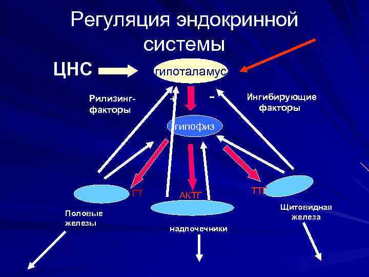 Регуляция эндокринной системы ЦНС гипоталамус Рилизингфакторы - + Ингибирующие факторы гипофиз ГТ Половые железы