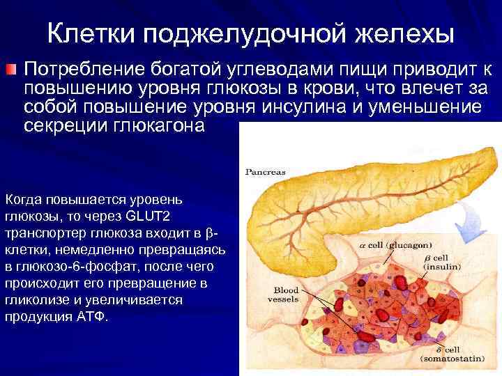 Клетки поджелудочной желехы Потребление богатой углеводами пищи приводит к повышению уровня глюкозы в крови,