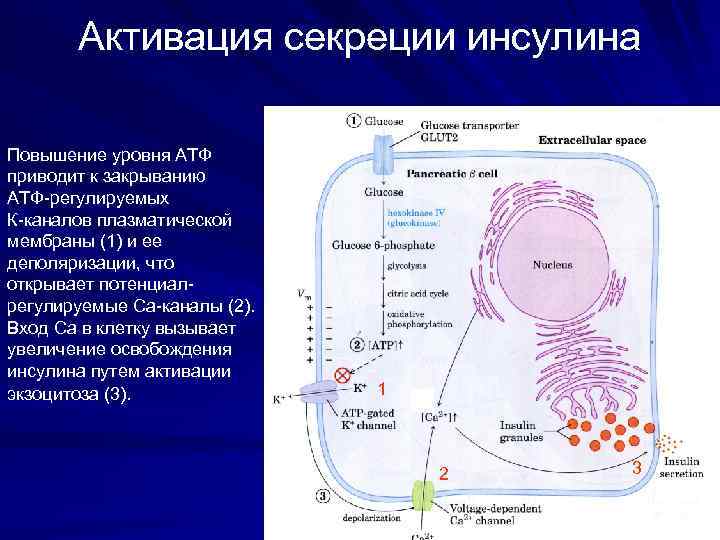 Активация секреции инсулина Повышение уровня АТФ приводит к закрыванию АТФ-регулируемых К-каналов плазматической мембраны (1)