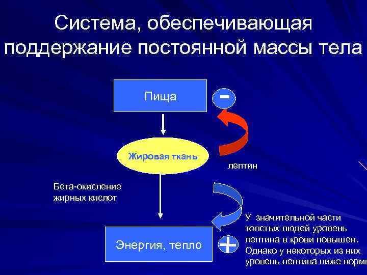 Система, обеспечивающая поддержание постоянной массы тела Пища Жировая ткань лептин Бета-окисление жирных кислот Энергия,