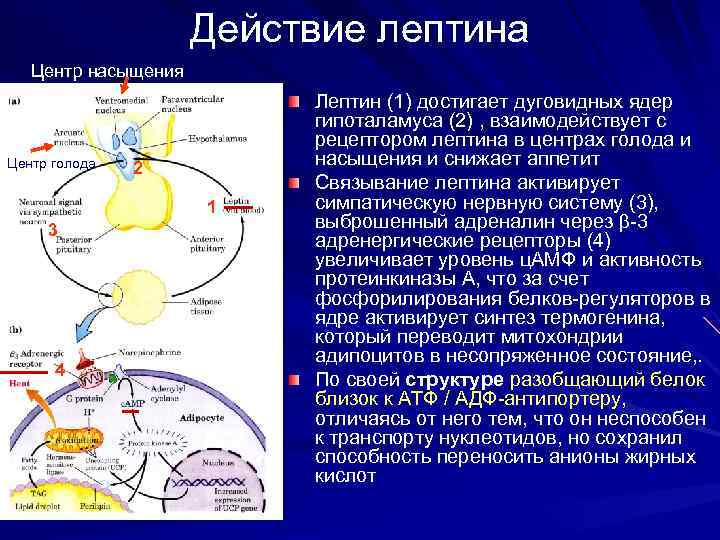 Действие лептина Центр насыщения Центр голода 2 1. 3 4 Лептин (1) достигает дуговидных