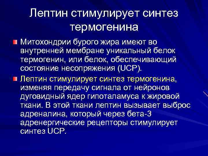 Лептин стимулирует синтез термогенина Митохондрии бурого жира имеют во внутренней мембране уникальный белок термогенин,