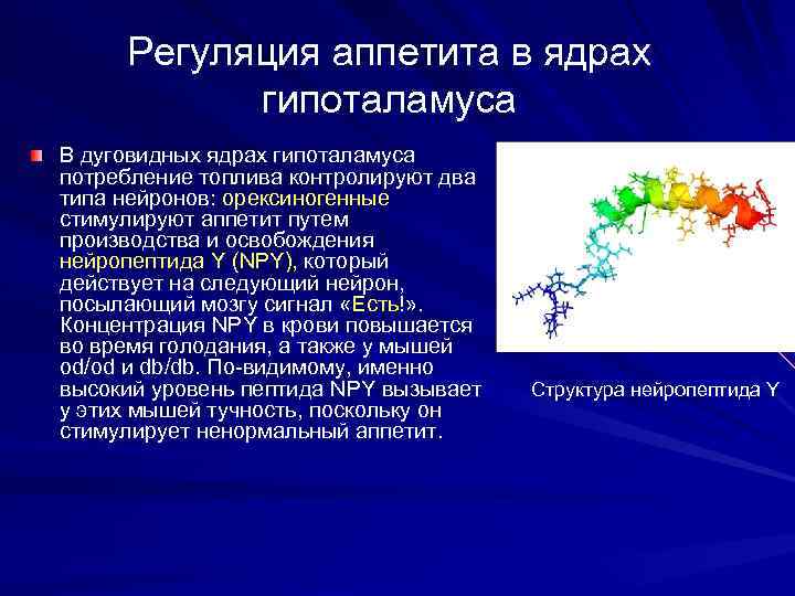 Регуляция аппетита в ядрах гипоталамуса В дуговидных ядрах гипоталамуса потребление топлива контролируют два типа