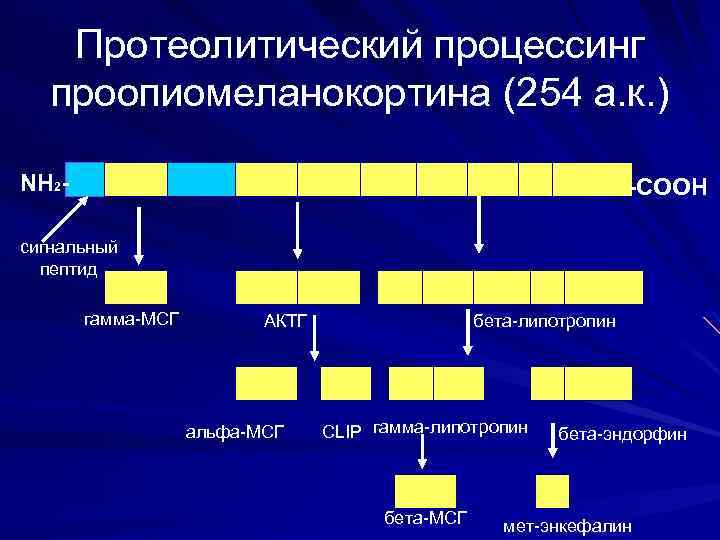 Протеолитический процессинг проопиомеланокортина (254 а. к. ) NH 2 - -COOH сигнальный пептид гамма-МСГ