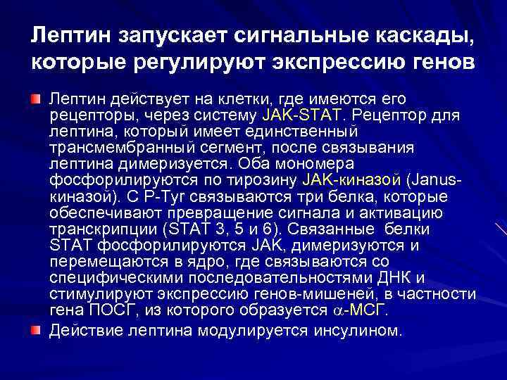 Лептин запускает сигнальные каскады, которые регулируют экспрессию генов Лептин действует на клетки, где имеются