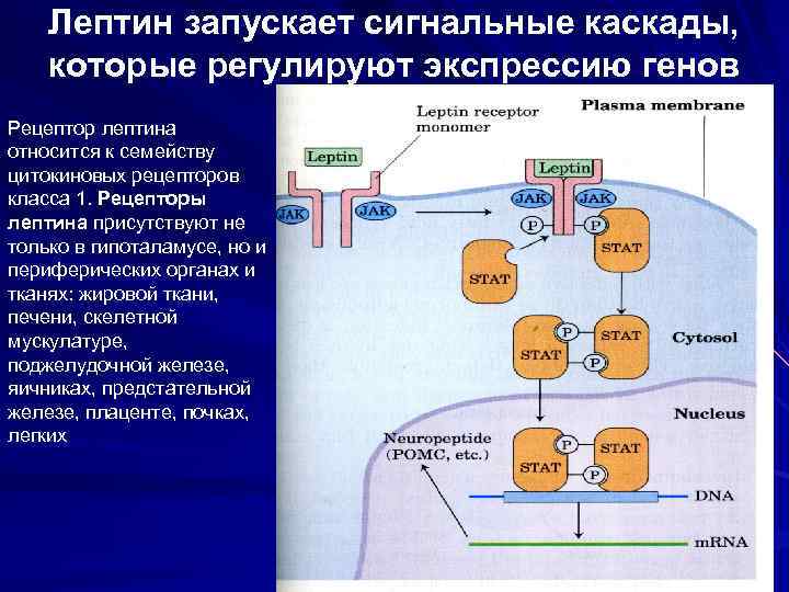 Лептин запускает сигнальные каскады, которые регулируют экспрессию генов Рецептор лептина относится к семейству цитокиновых