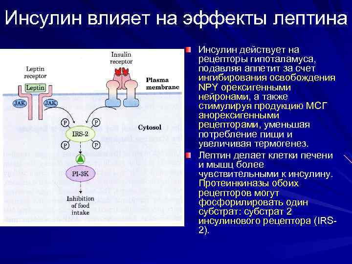 Инсулин влияет на эффекты лептина Инсулин действует на рецепторы гипоталамуса, подавляя аппетит за счет