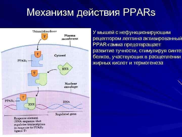 Механизм действия PPARs У мышей с нефункционирующим рецептором лептина активированный PPAR-гамма предотвращает развитие тучности,