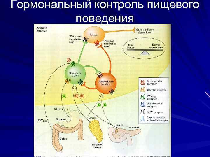 Гормональный контроль пищевого поведения 