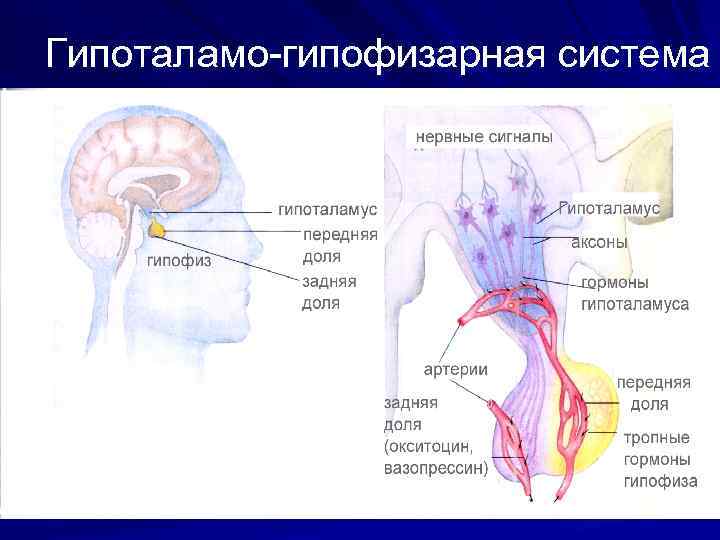 Гипоталамо-гипофизарная система 